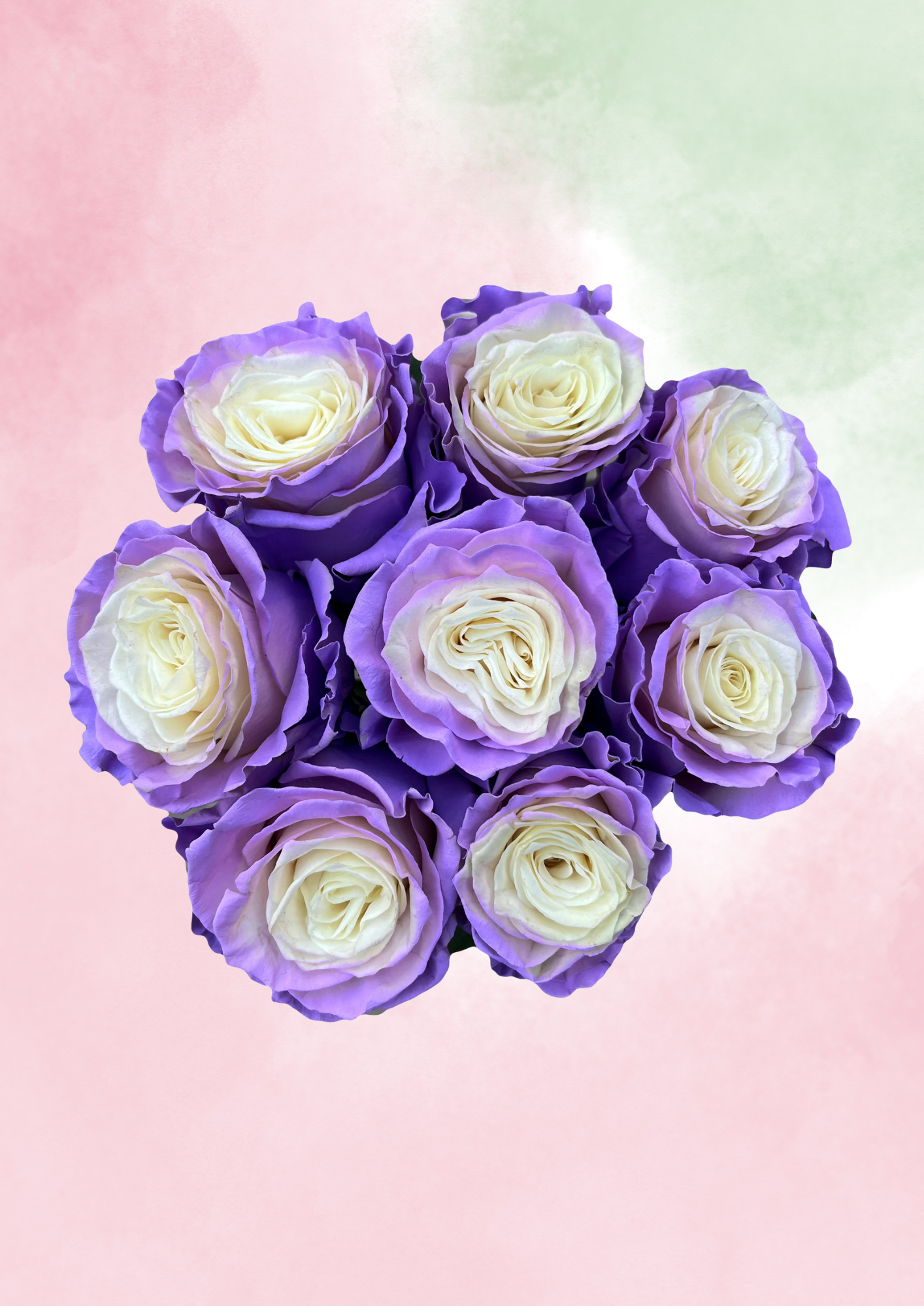 Lilac Dream