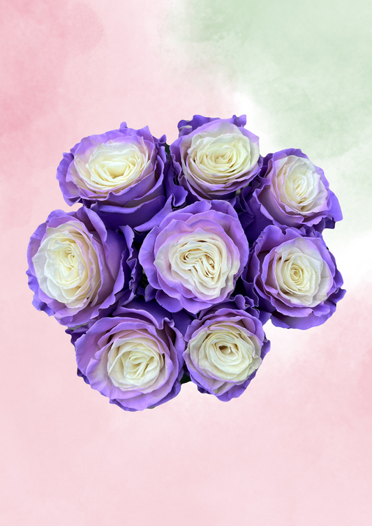 Lilac Dream