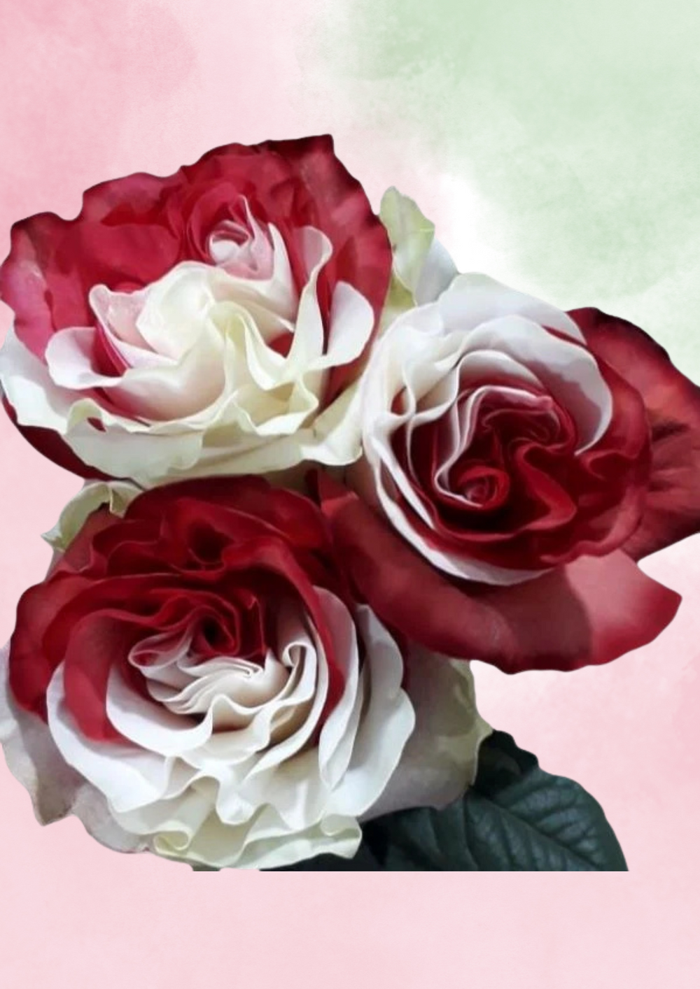Peppermint Luxe Mix & Match