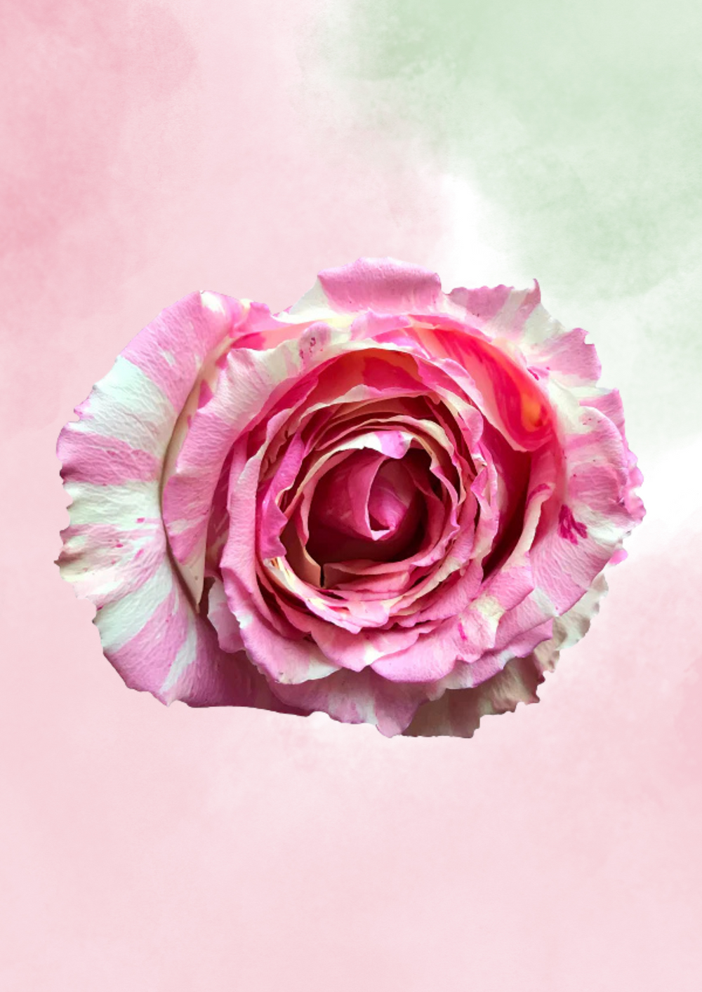 Chantilly Mix & Match