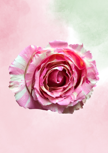 Pink Chantilly